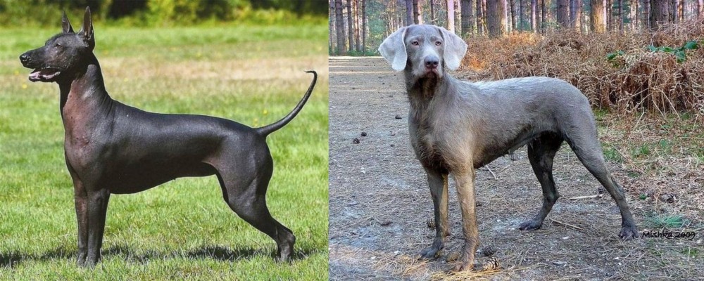 Slovensky Hrubosrsty Stavac vs Hairless Khala - Breed Comparison