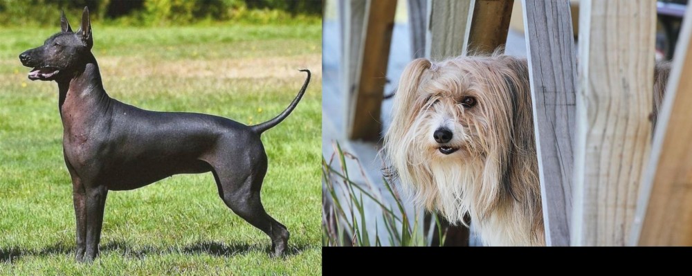 Smithfield vs Hairless Khala - Breed Comparison