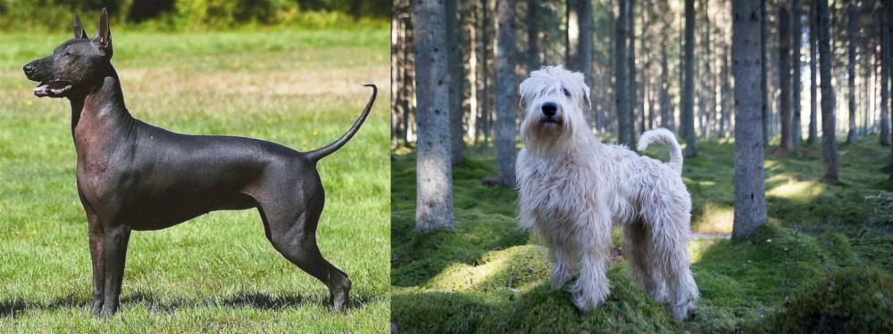 Soft-Coated Wheaten Terrier vs Hairless Khala - Breed Comparison