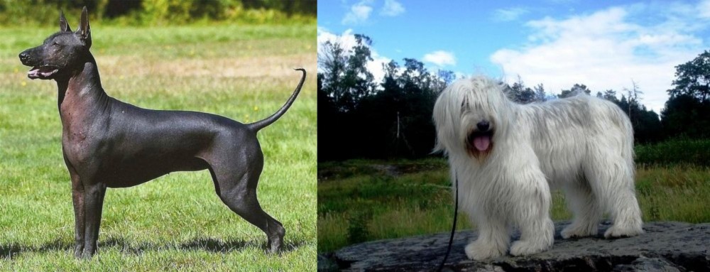 South Russian Ovcharka vs Hairless Khala - Breed Comparison