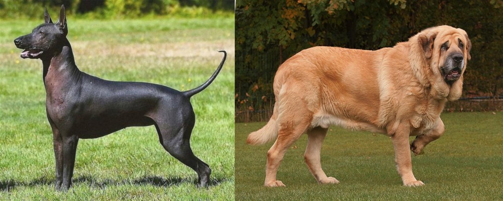 Spanish Mastiff vs Hairless Khala - Breed Comparison