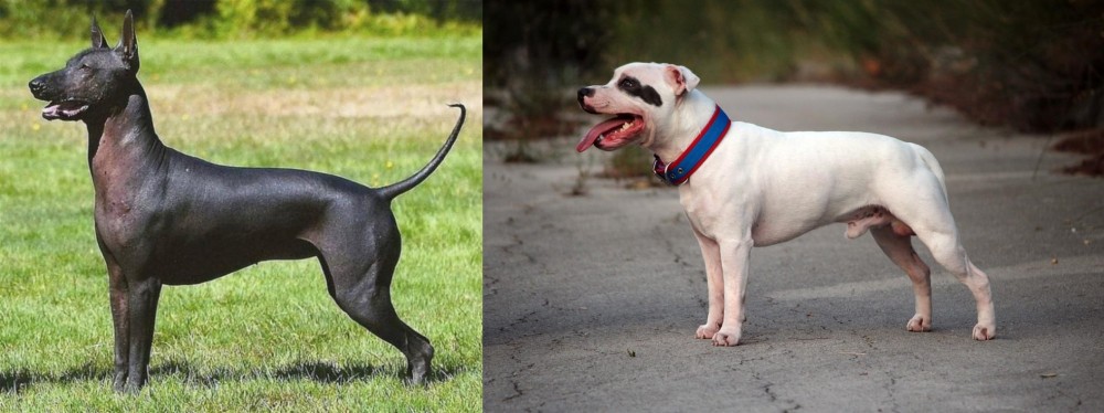 Staffordshire Bull Terrier vs Hairless Khala - Breed Comparison