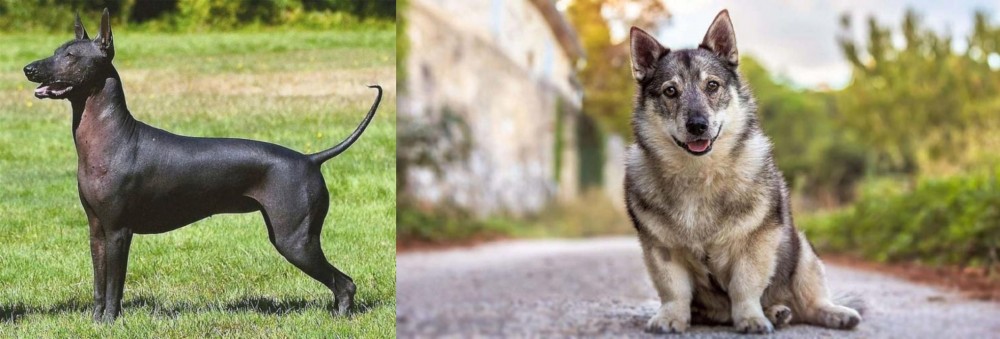 Swedish Vallhund vs Hairless Khala - Breed Comparison