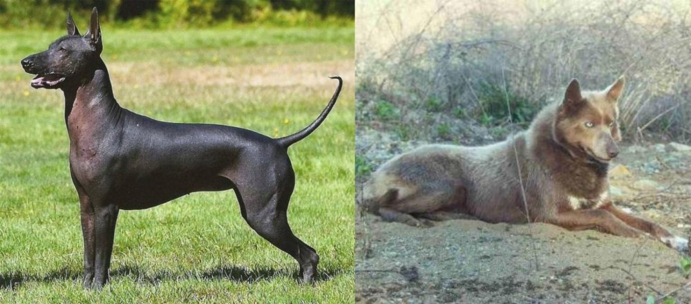 Tahltan Bear Dog vs Hairless Khala - Breed Comparison