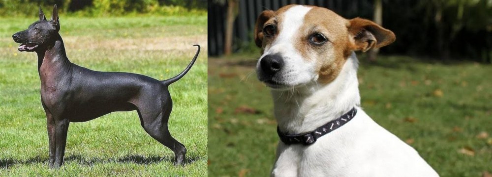 Tenterfield Terrier vs Hairless Khala - Breed Comparison