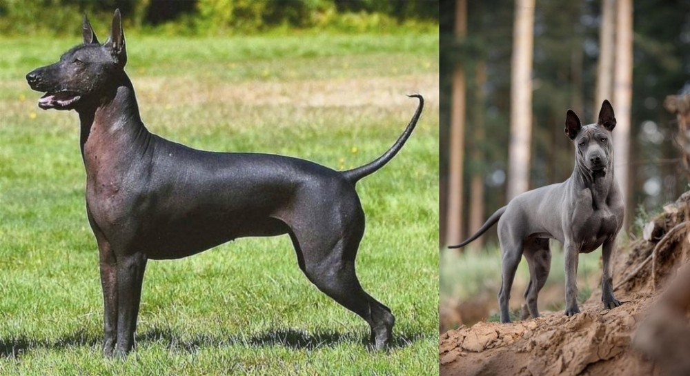 Thai Ridgeback vs Hairless Khala - Breed Comparison