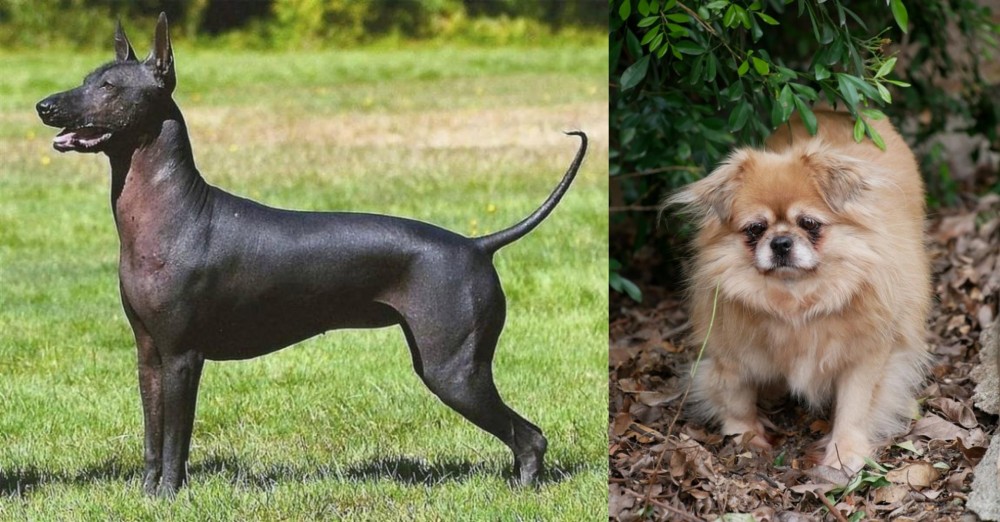Tibetan Spaniel vs Hairless Khala - Breed Comparison