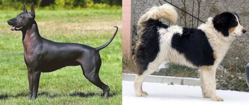 Tornjak vs Hairless Khala - Breed Comparison