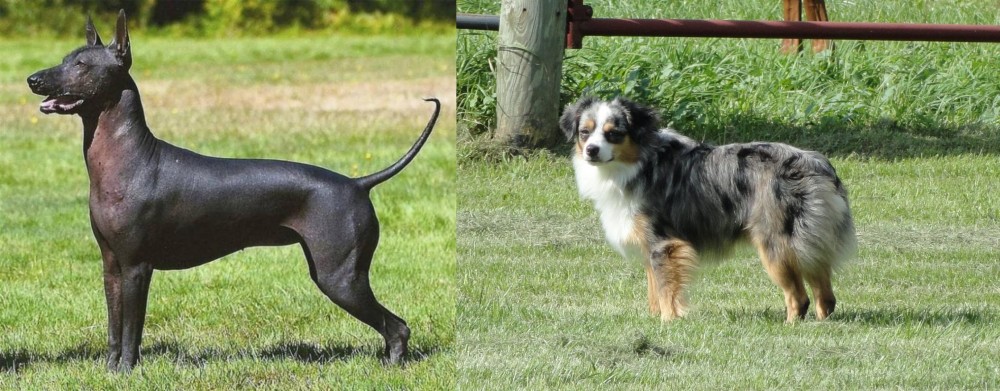 Toy Australian Shepherd vs Hairless Khala - Breed Comparison