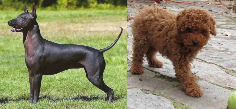 Toy Poodle vs Hairless Khala - Breed Comparison