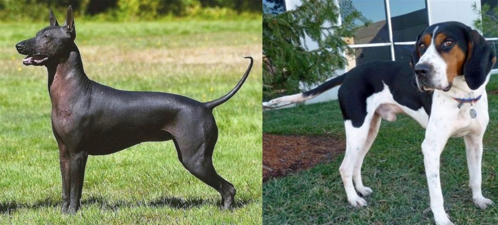 Treeing Walker Coonhound vs Hairless Khala - Breed Comparison