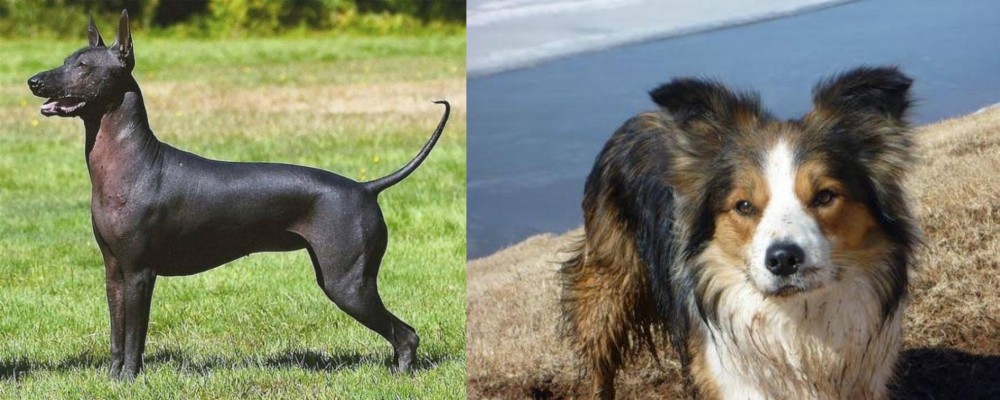 Welsh Sheepdog vs Hairless Khala - Breed Comparison