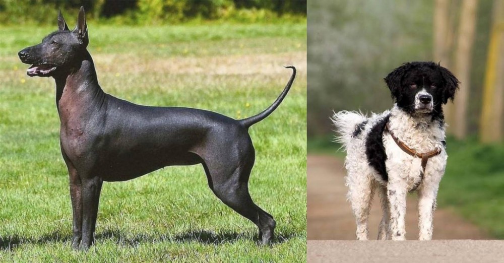 Wetterhoun vs Hairless Khala - Breed Comparison