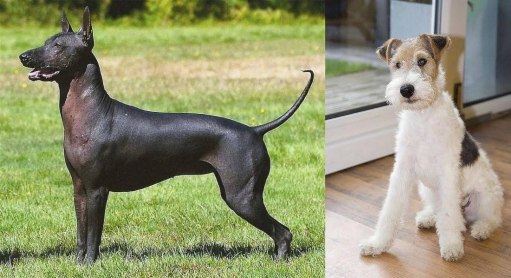 Wire Fox Terrier vs Hairless Khala - Breed Comparison