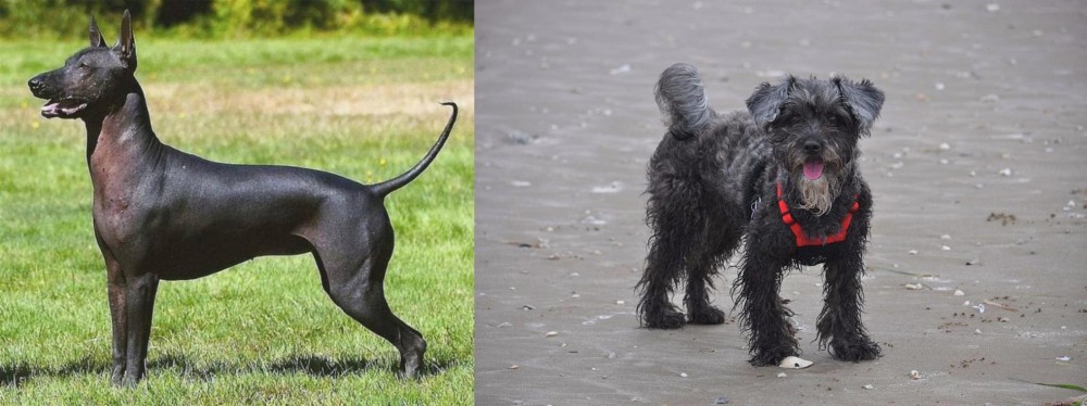 YorkiePoo vs Hairless Khala - Breed Comparison