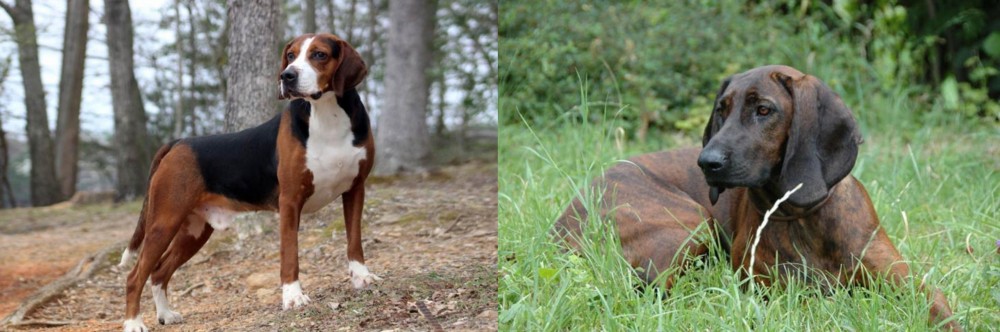 Hanover Hound vs Hamiltonstovare - Breed Comparison