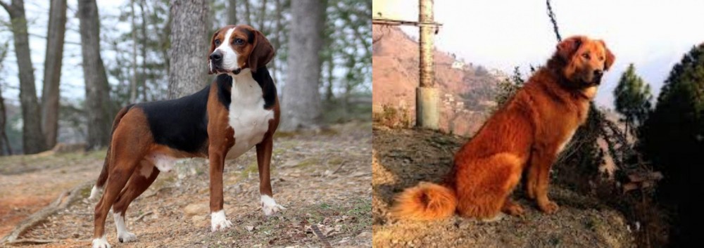 Himalayan Sheepdog vs Hamiltonstovare - Breed Comparison