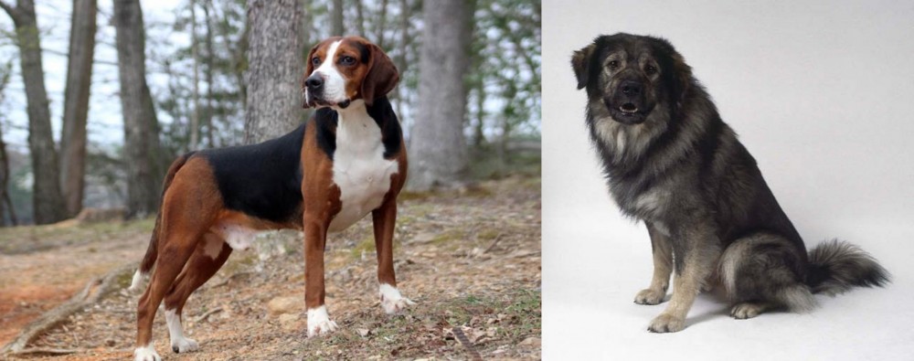 Istrian Sheepdog vs Hamiltonstovare - Breed Comparison