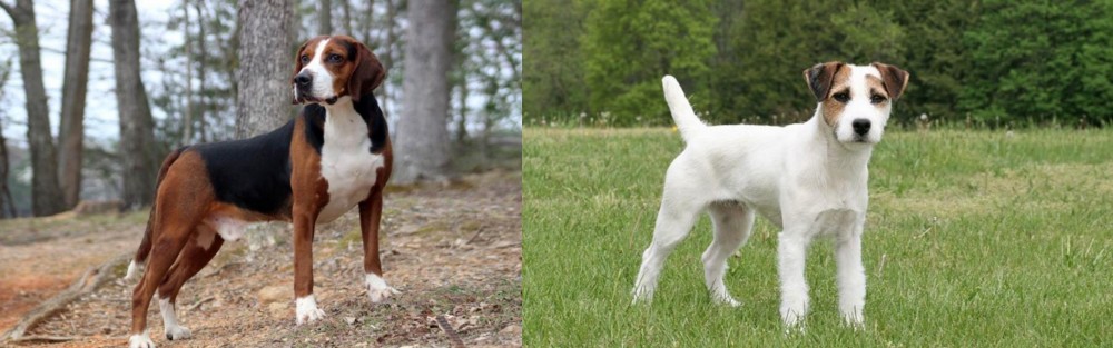 Jack Russell Terrier vs Hamiltonstovare - Breed Comparison