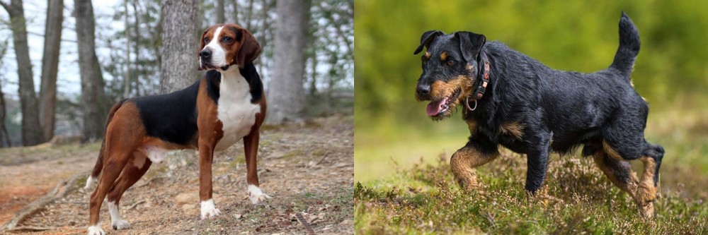 Jagdterrier vs Hamiltonstovare - Breed Comparison