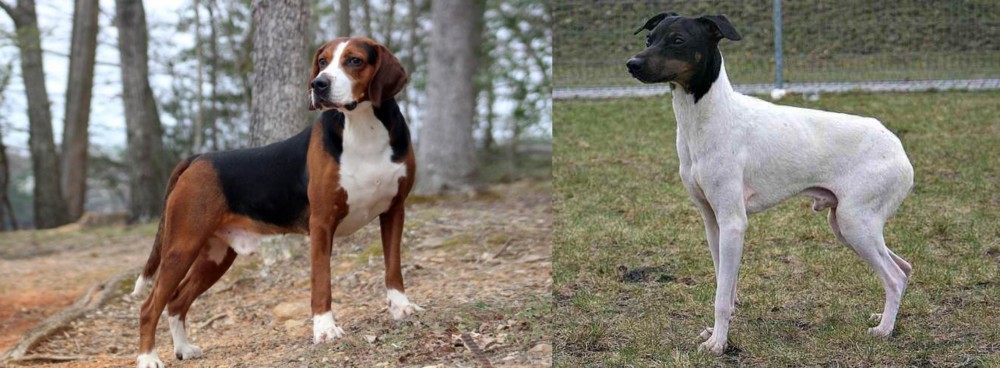 Japanese Terrier vs Hamiltonstovare - Breed Comparison