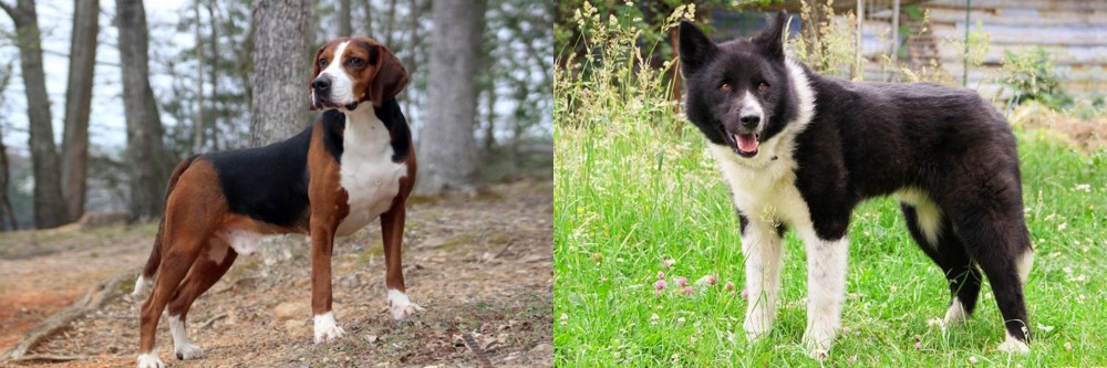 Karelian Bear Dog vs Hamiltonstovare - Breed Comparison
