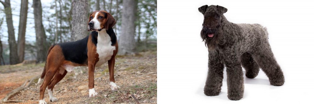 Kerry Blue Terrier vs Hamiltonstovare - Breed Comparison