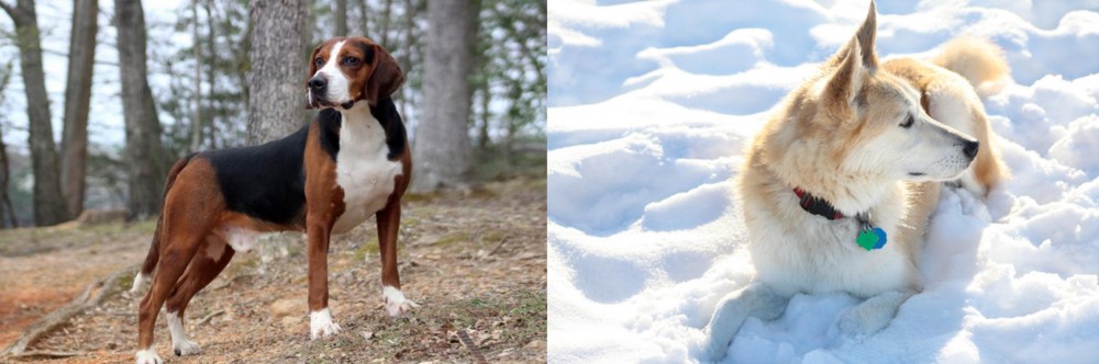Labrador Husky vs Hamiltonstovare - Breed Comparison
