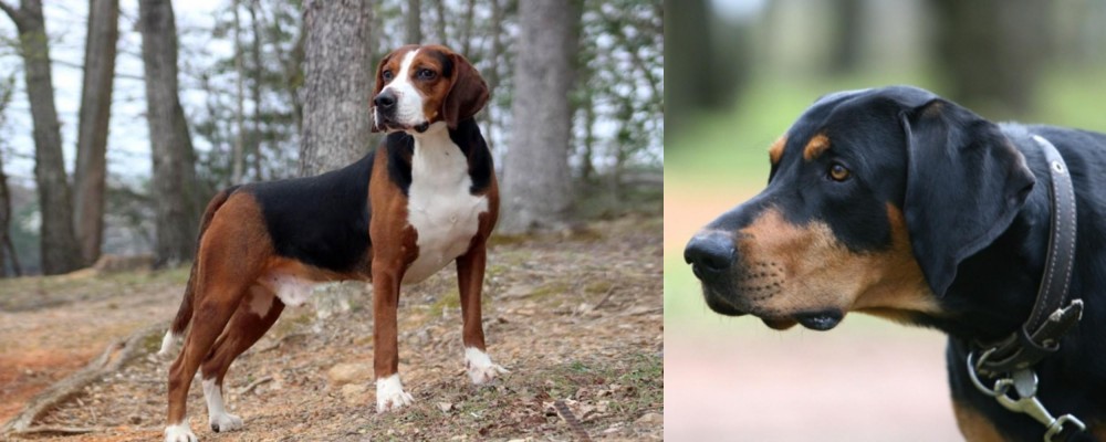 Lithuanian Hound vs Hamiltonstovare - Breed Comparison