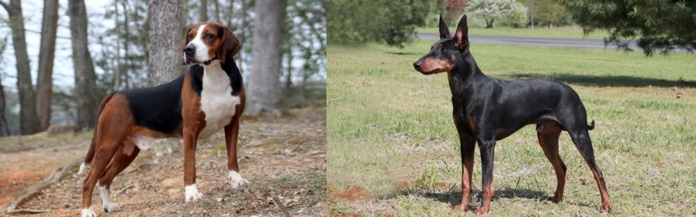 Manchester Terrier vs Hamiltonstovare - Breed Comparison