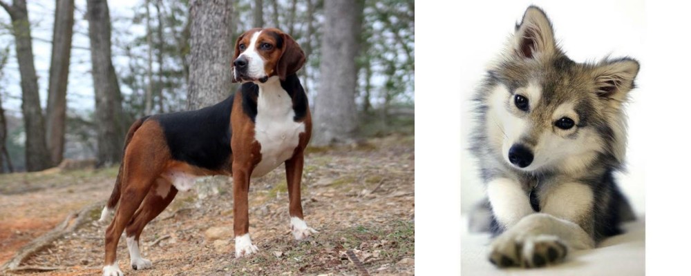 Miniature Siberian Husky vs Hamiltonstovare - Breed Comparison