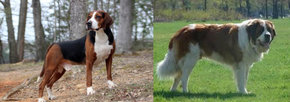 Moscow Watchdog vs Hamiltonstovare - Breed Comparison