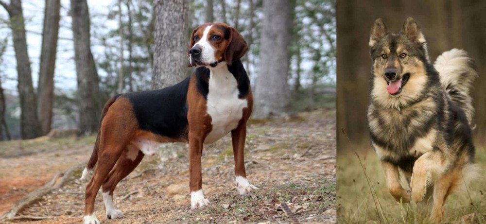 Native American Indian Dog vs Hamiltonstovare - Breed Comparison