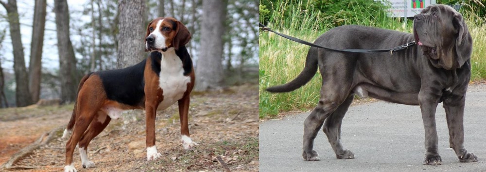 Neapolitan Mastiff vs Hamiltonstovare - Breed Comparison