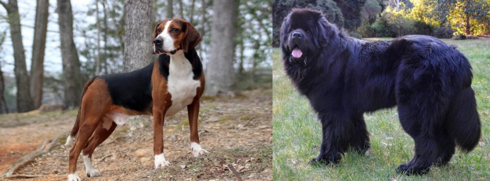Newfoundland Dog vs Hamiltonstovare - Breed Comparison