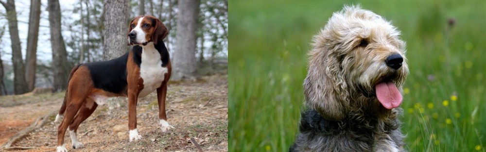 Otterhound vs Hamiltonstovare - Breed Comparison