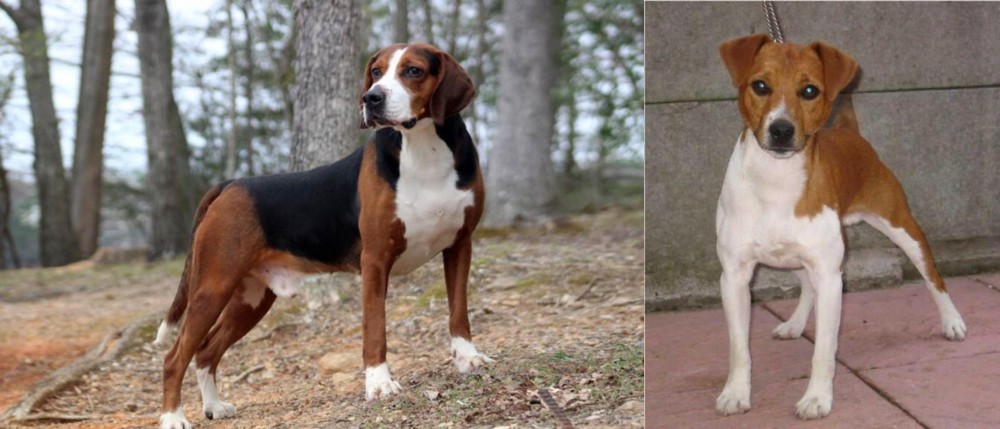 Plummer Terrier vs Hamiltonstovare - Breed Comparison