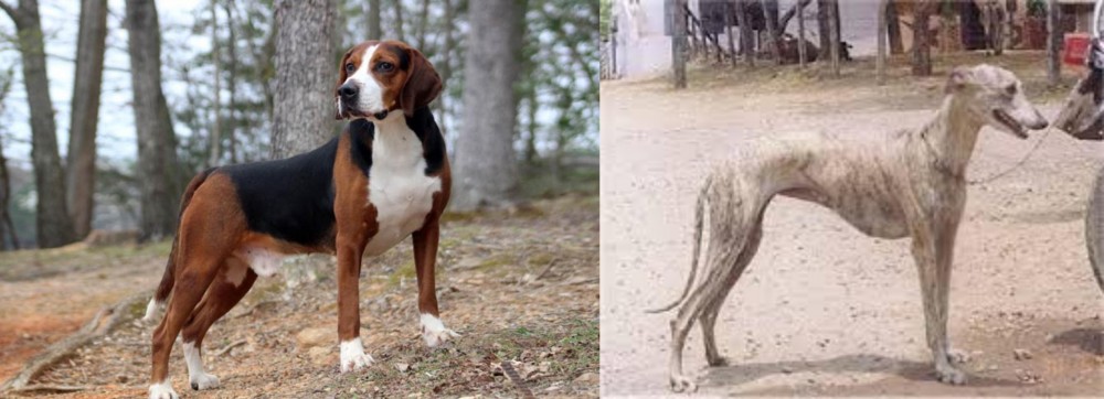 Rampur Greyhound vs Hamiltonstovare - Breed Comparison