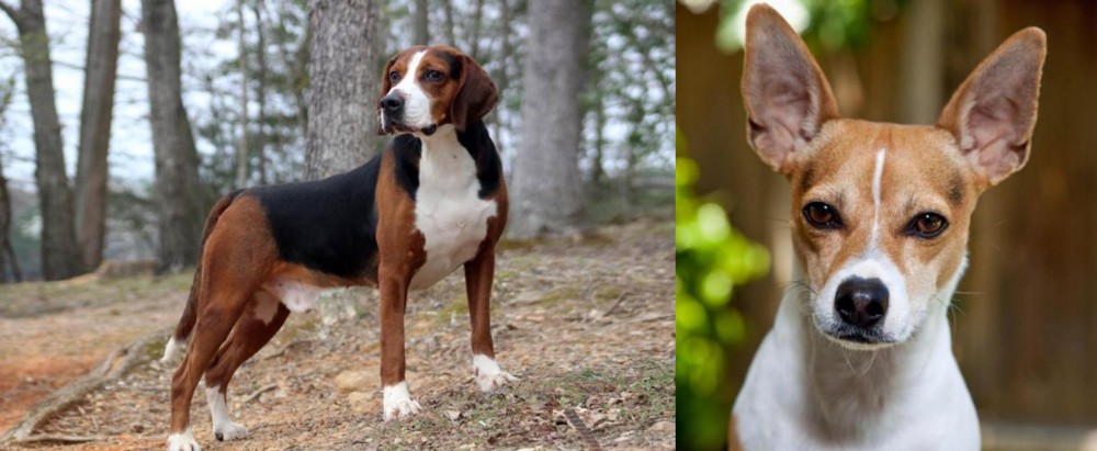 Rat Terrier vs Hamiltonstovare - Breed Comparison