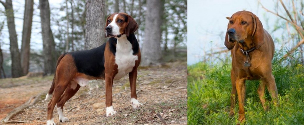 Redbone Coonhound vs Hamiltonstovare - Breed Comparison