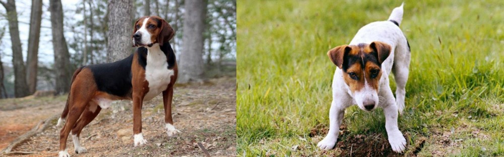 Russell Terrier vs Hamiltonstovare - Breed Comparison