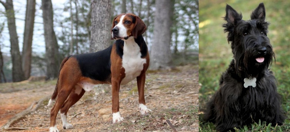 Scoland Terrier vs Hamiltonstovare - Breed Comparison