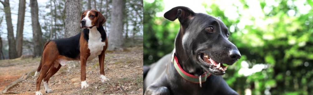 Shepard Labrador vs Hamiltonstovare - Breed Comparison