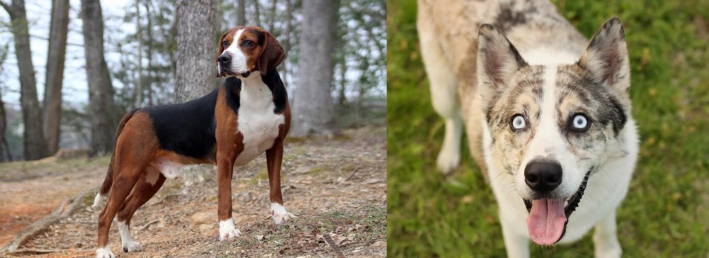 Shepherd Husky vs Hamiltonstovare - Breed Comparison