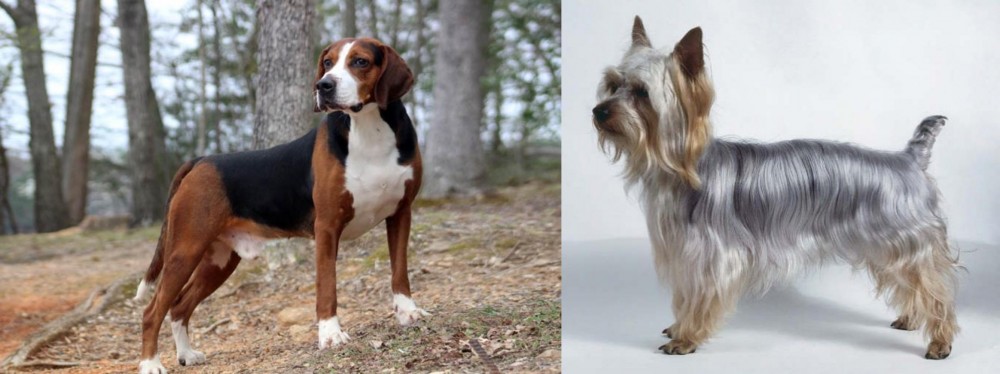 Silky Terrier vs Hamiltonstovare - Breed Comparison