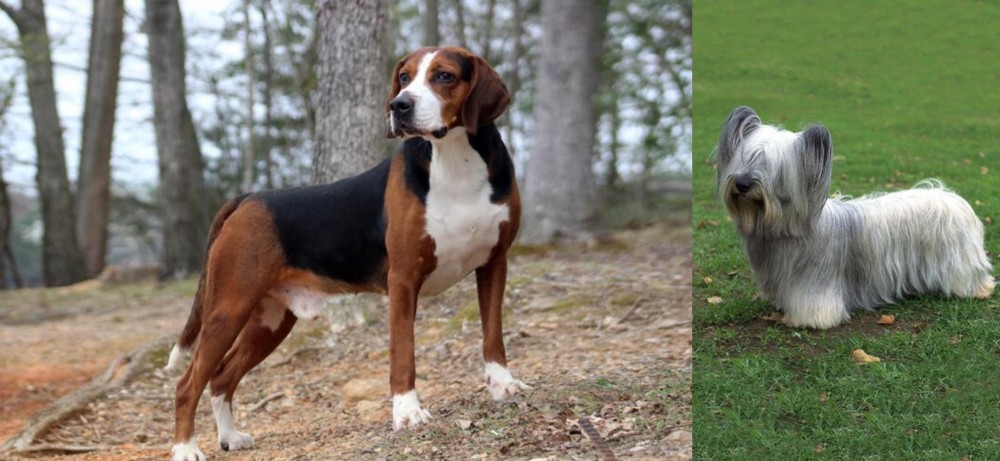 Skye Terrier vs Hamiltonstovare - Breed Comparison