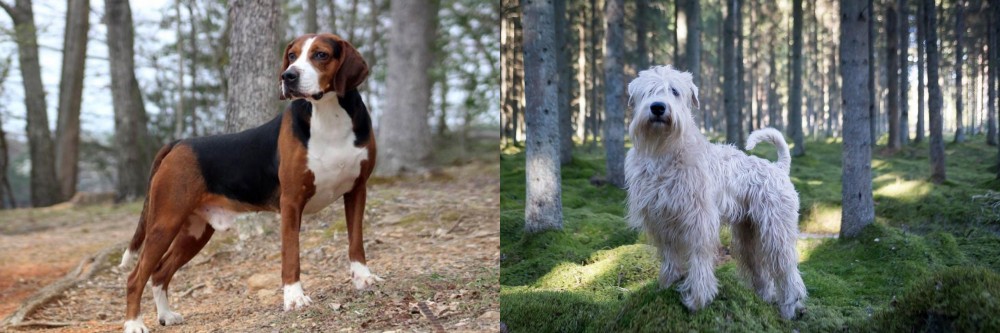 Soft-Coated Wheaten Terrier vs Hamiltonstovare - Breed Comparison