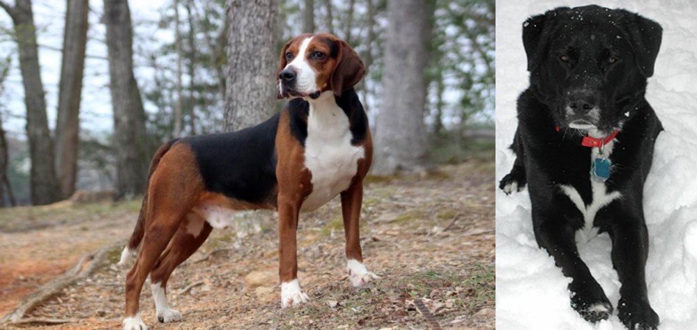 St. John's Water Dog vs Hamiltonstovare - Breed Comparison