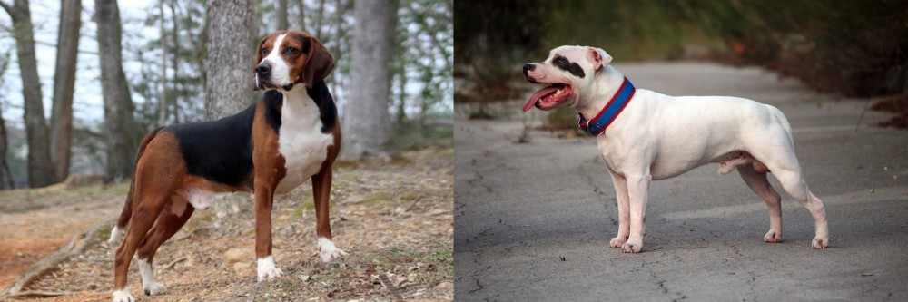 Staffordshire Bull Terrier vs Hamiltonstovare - Breed Comparison