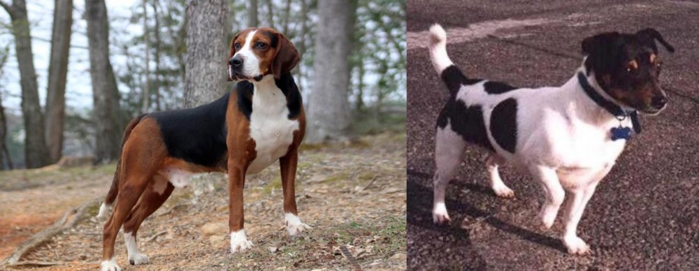 Teddy Roosevelt Terrier vs Hamiltonstovare - Breed Comparison
